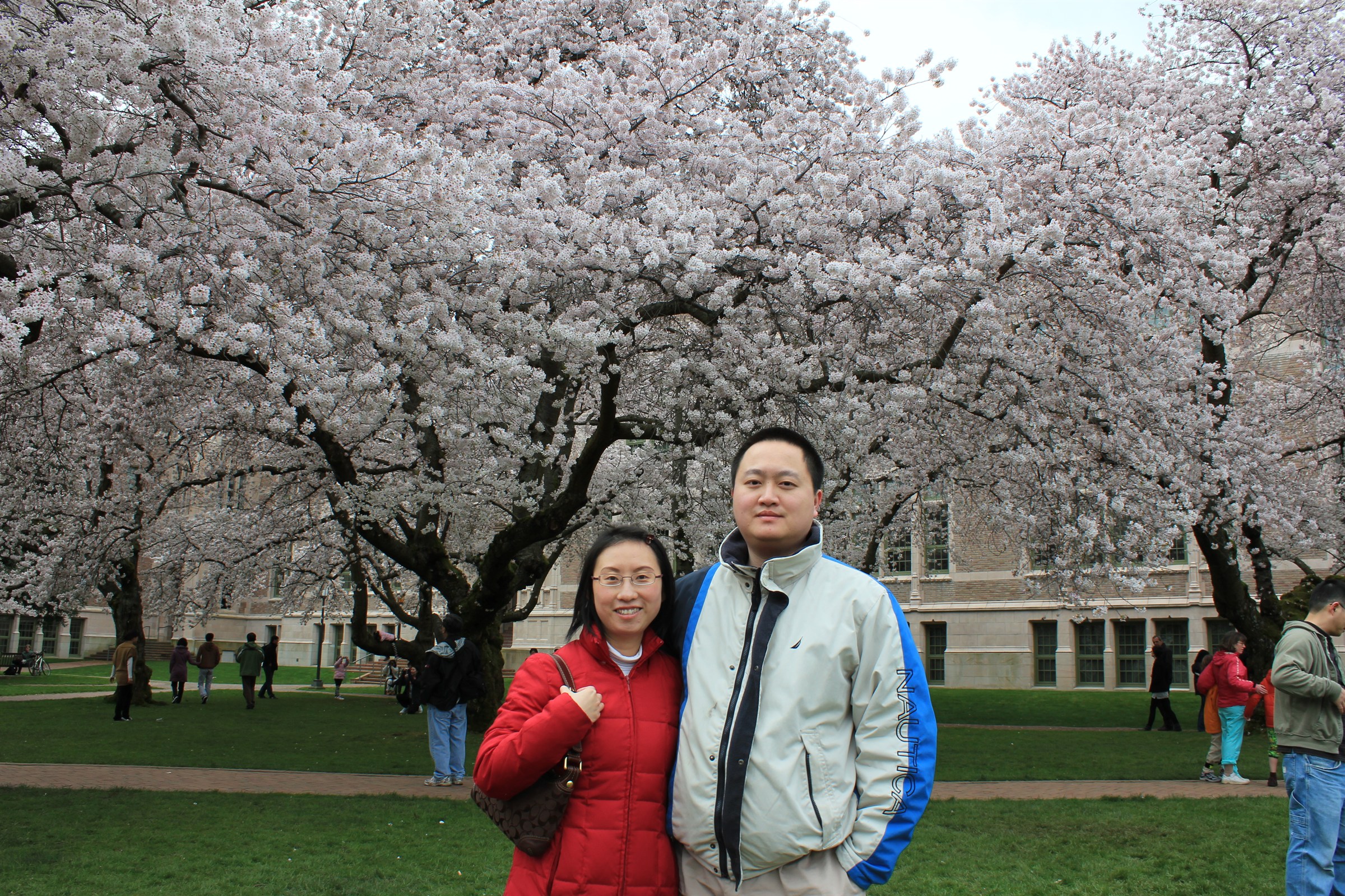 2011华盛顿大学樱花